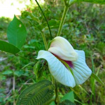 Beautiful flower
