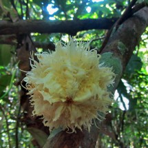 Strange fruit