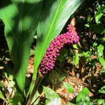 Another marvelous flower