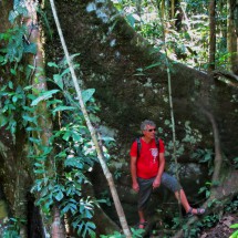 Gigantic tree La Señora de la Selva