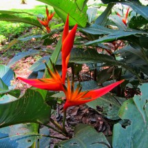 Red flowers