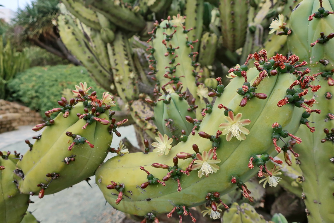 Cactus in full blossom