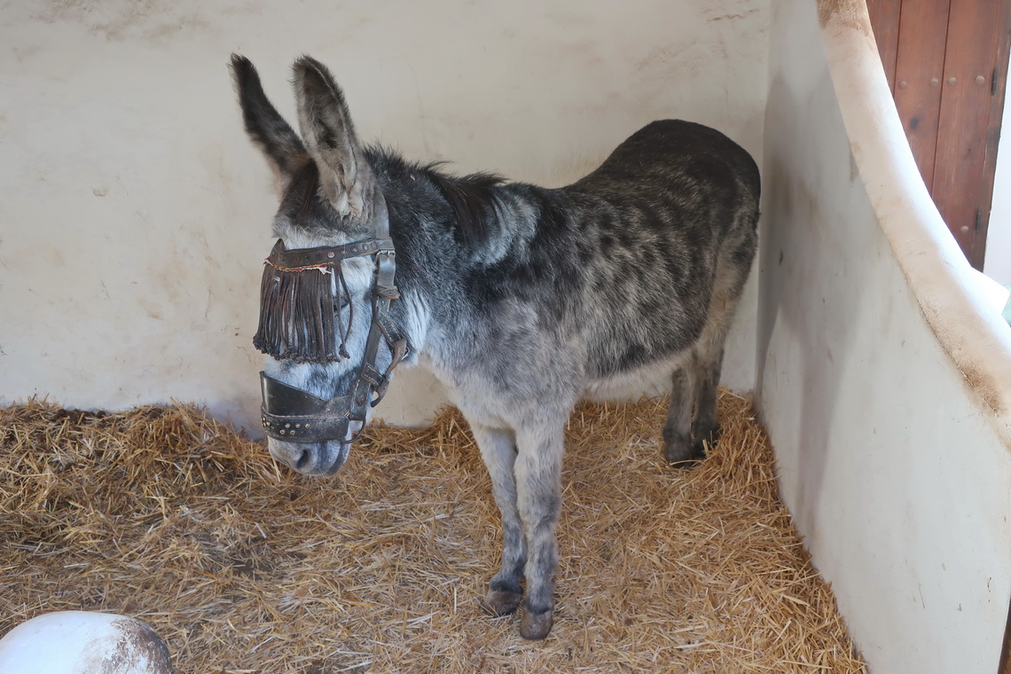 Donkey in upper Frigiliana which is not accessible by car and bicycle