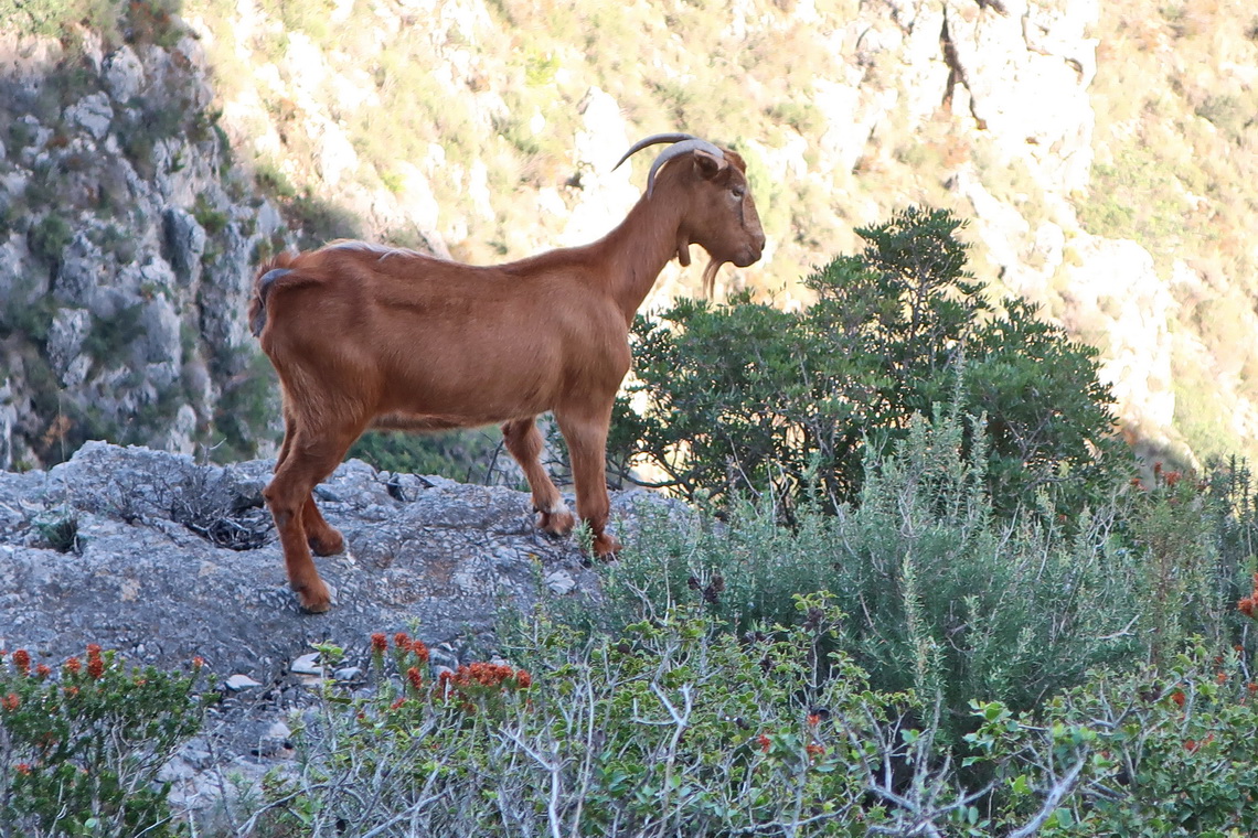 Cabra means goat - indeed we saw some climbing in the rocks