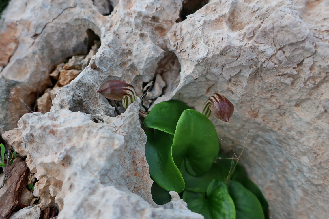 Flowers in rocks (seen close to Cabo San Antonio)
