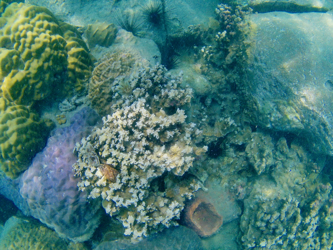 Nice corals with scary urchins