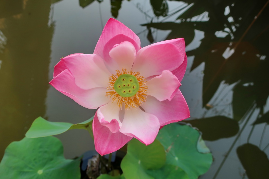 Lotus flower in the garden of our hotel in Otres - Sok Sabay Resort