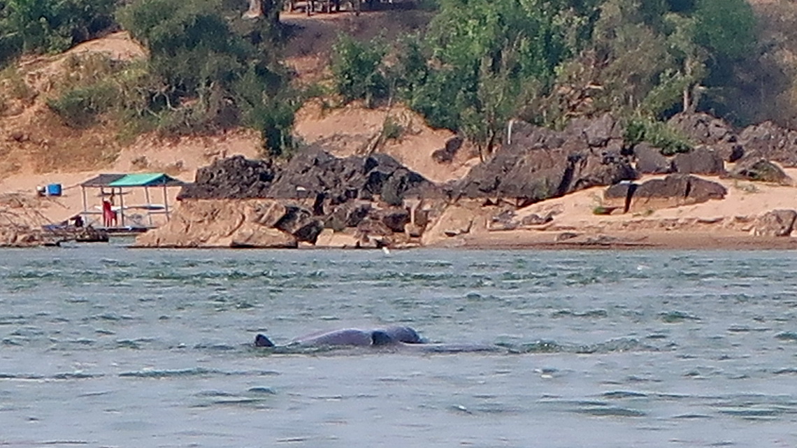 Two Irrawaddy Dolphins