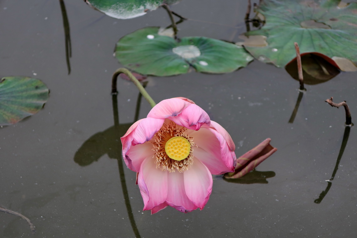 Lotus flower on foot of Lying Dragon