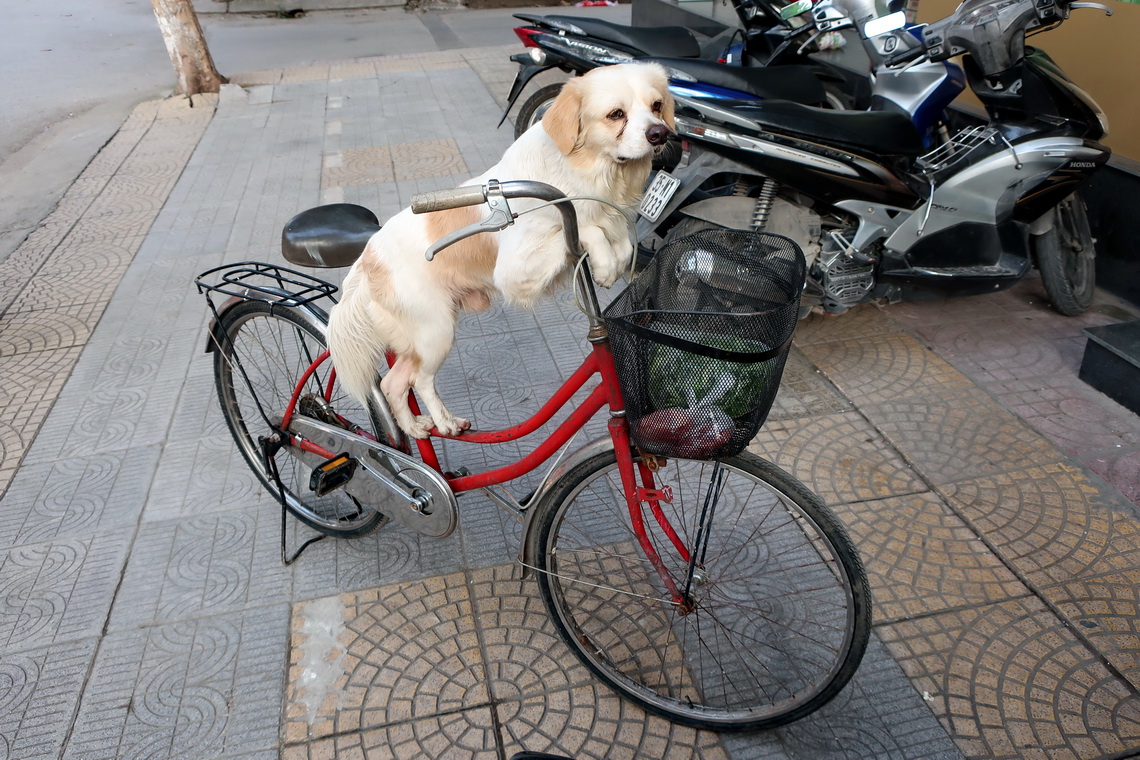 Dog in Ninh Binh