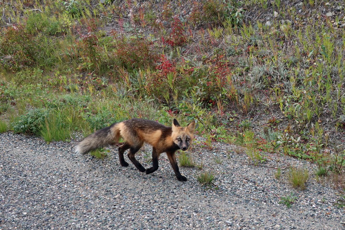 Fox on Cassiar Highway