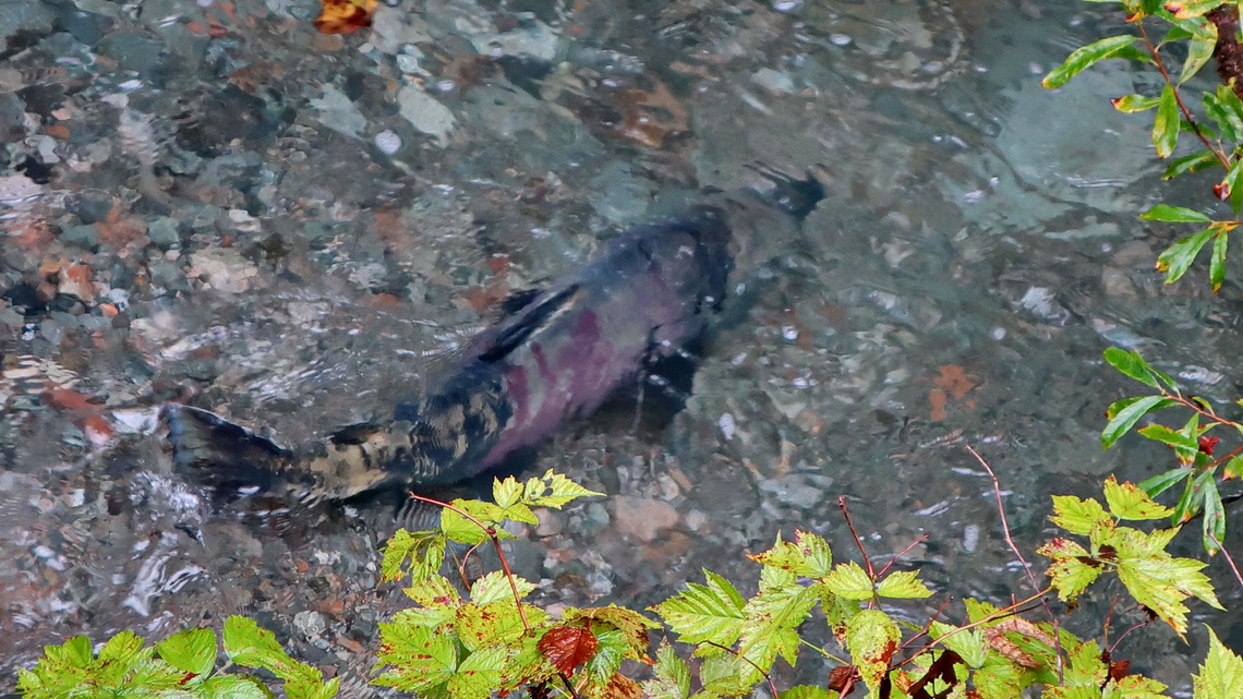 Chum Salmon in Fish Creek which can be more than 1 meter long and 18 kilogram heavy
