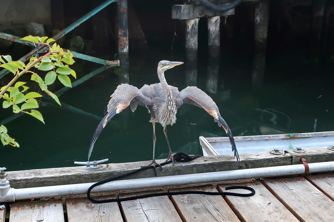 Heron watching us at dinner