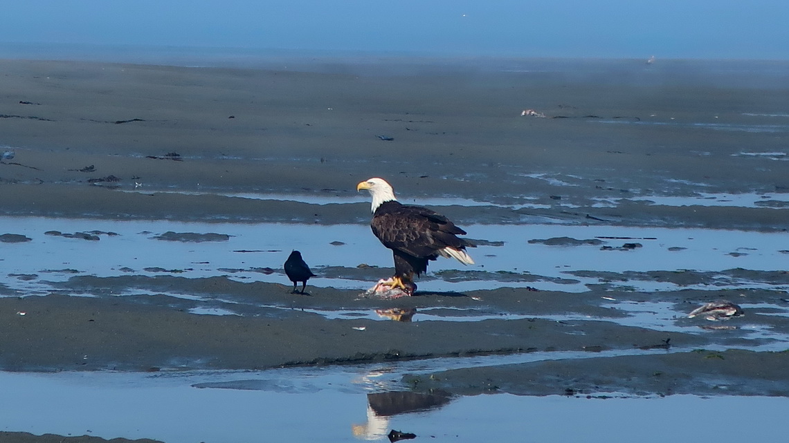 Bald Eagle with fish