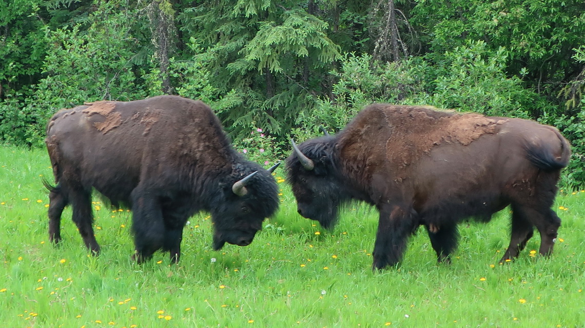 Struggling Wood Bisons