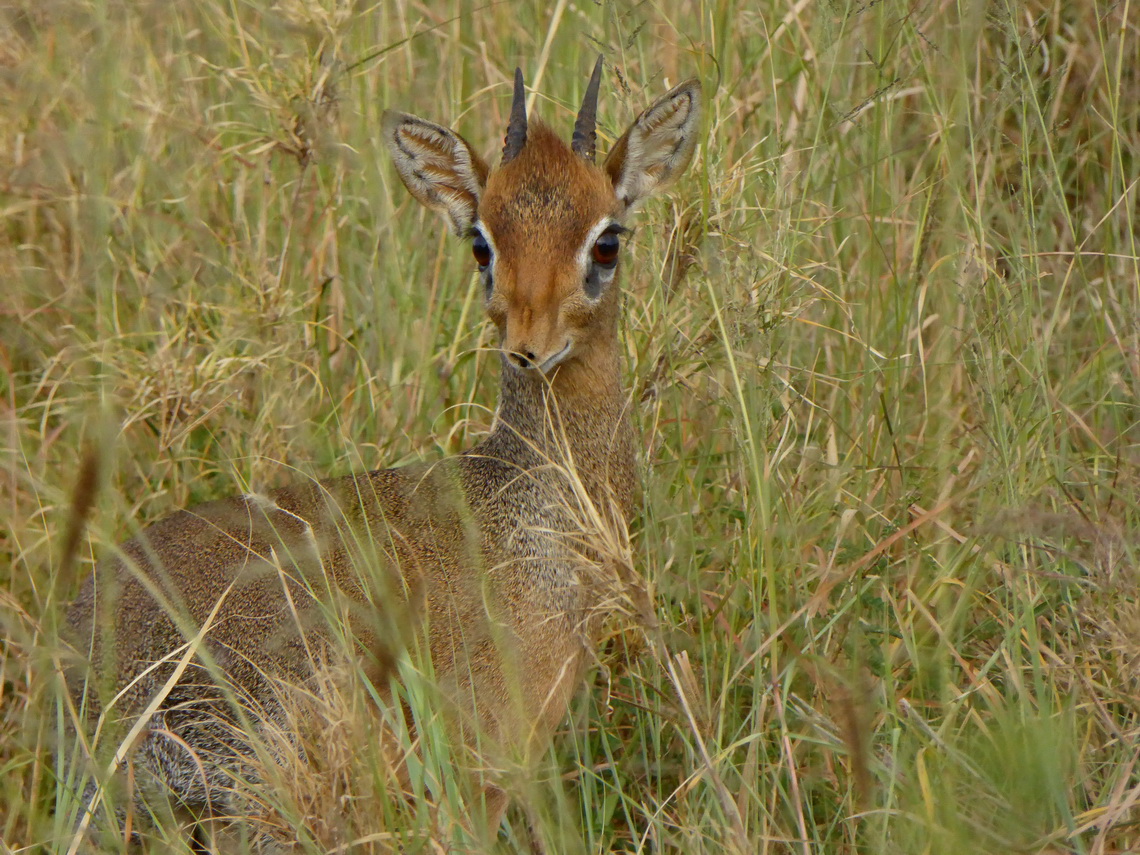 Dik-dik (small antelope)