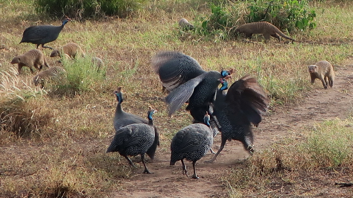 Fighting Gineafowls with Banded Mongooses in the back