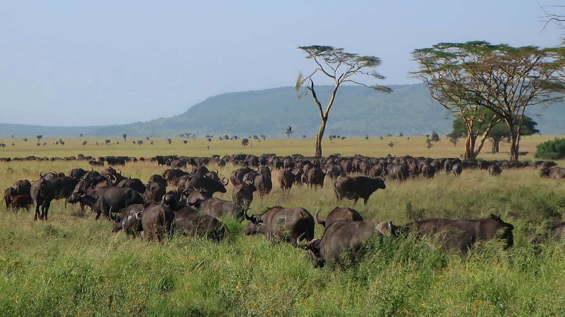 African Buffalos