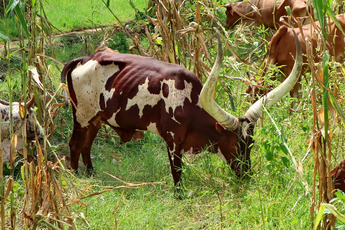 African cattle in Ujiji