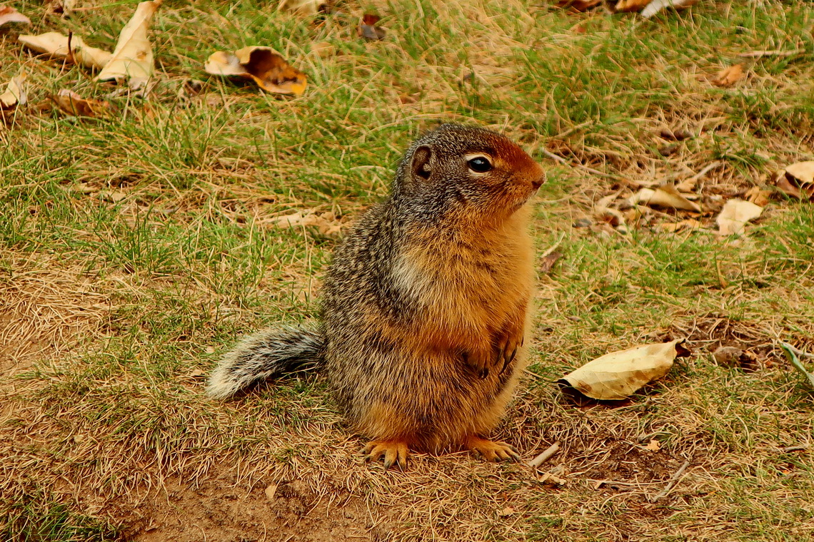 Ground Squirrel on Blue River rest area