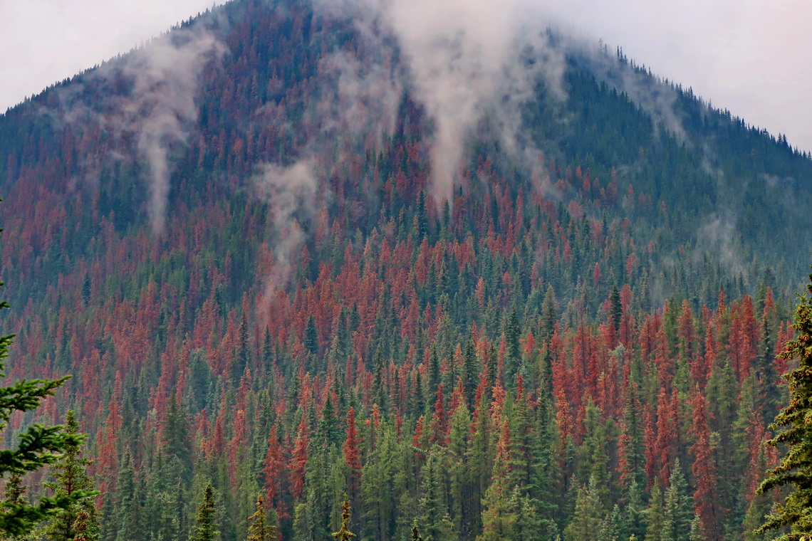 Wildfires on Blue River with ill red trees which are burning like matchsticks