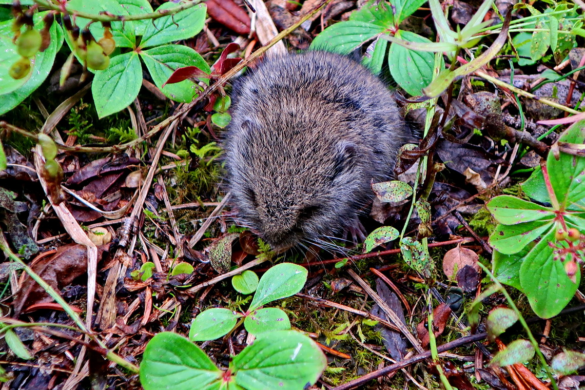 Ball like Mouse close to Miette Hot Springs