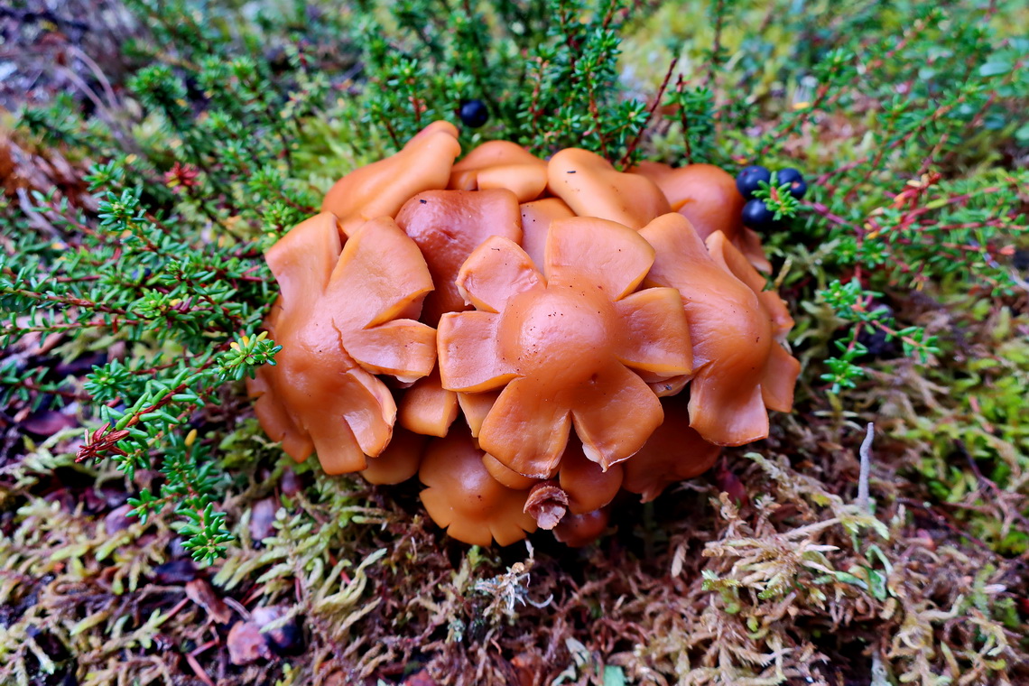 Mushroom on the way to Moose Lake