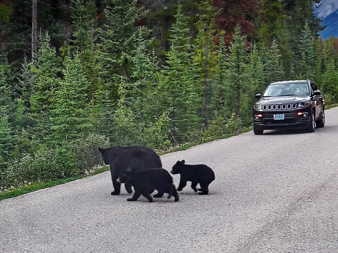 Black Bear Sow with two cubs crossing the street to Maligne Lake - Kuba shot this picture