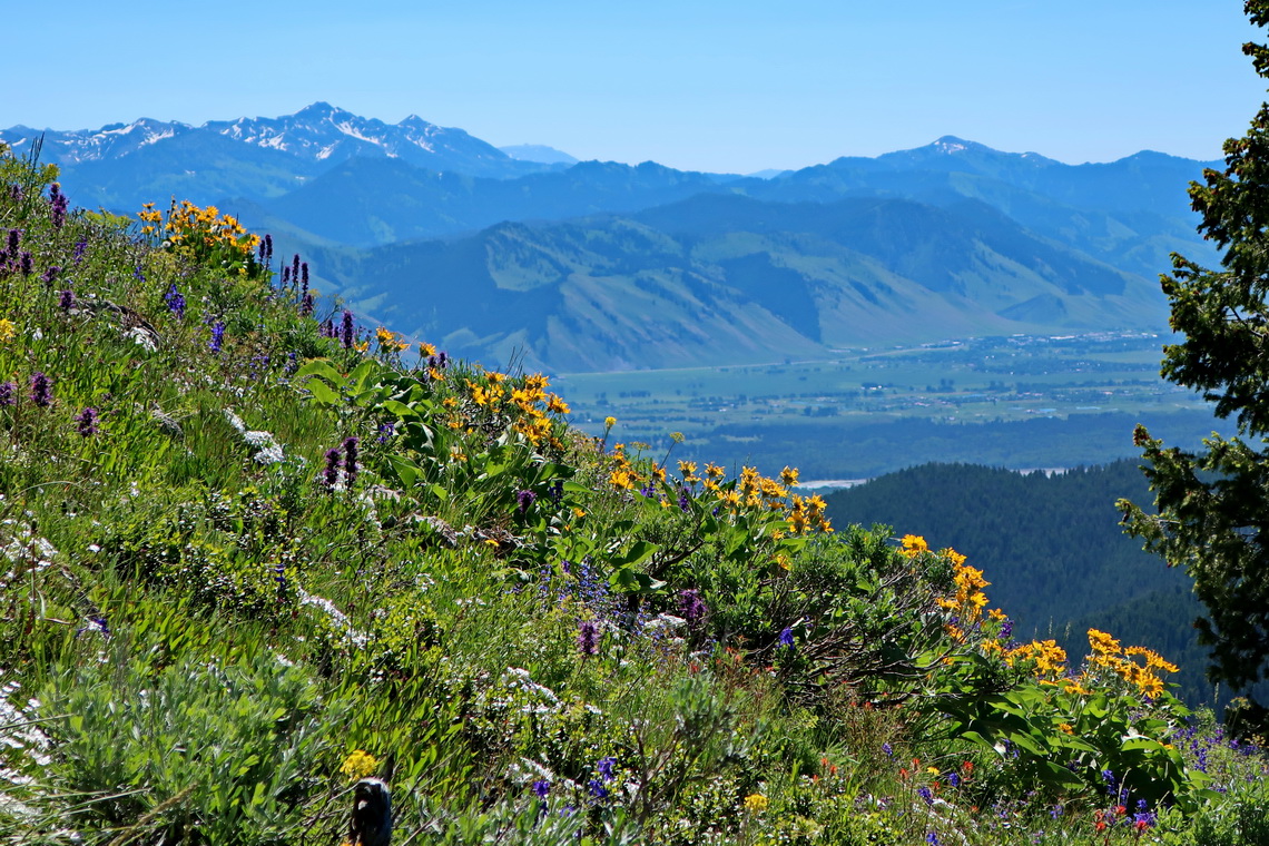 Meadow on the south ridge of Mount Glory