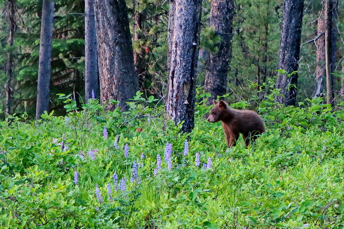 Little Black Bear seen on the street to Signal Mountain