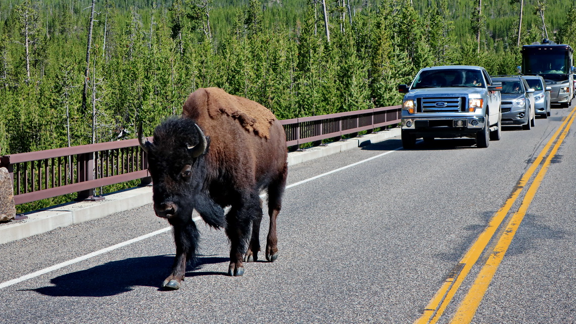 Bison on the street