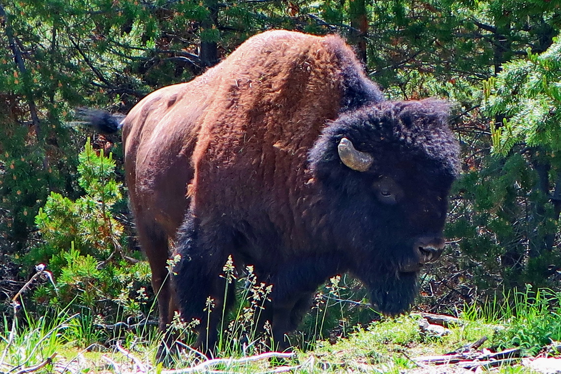 Bison on the path from the Norris campground to the Norris Geyser Basin