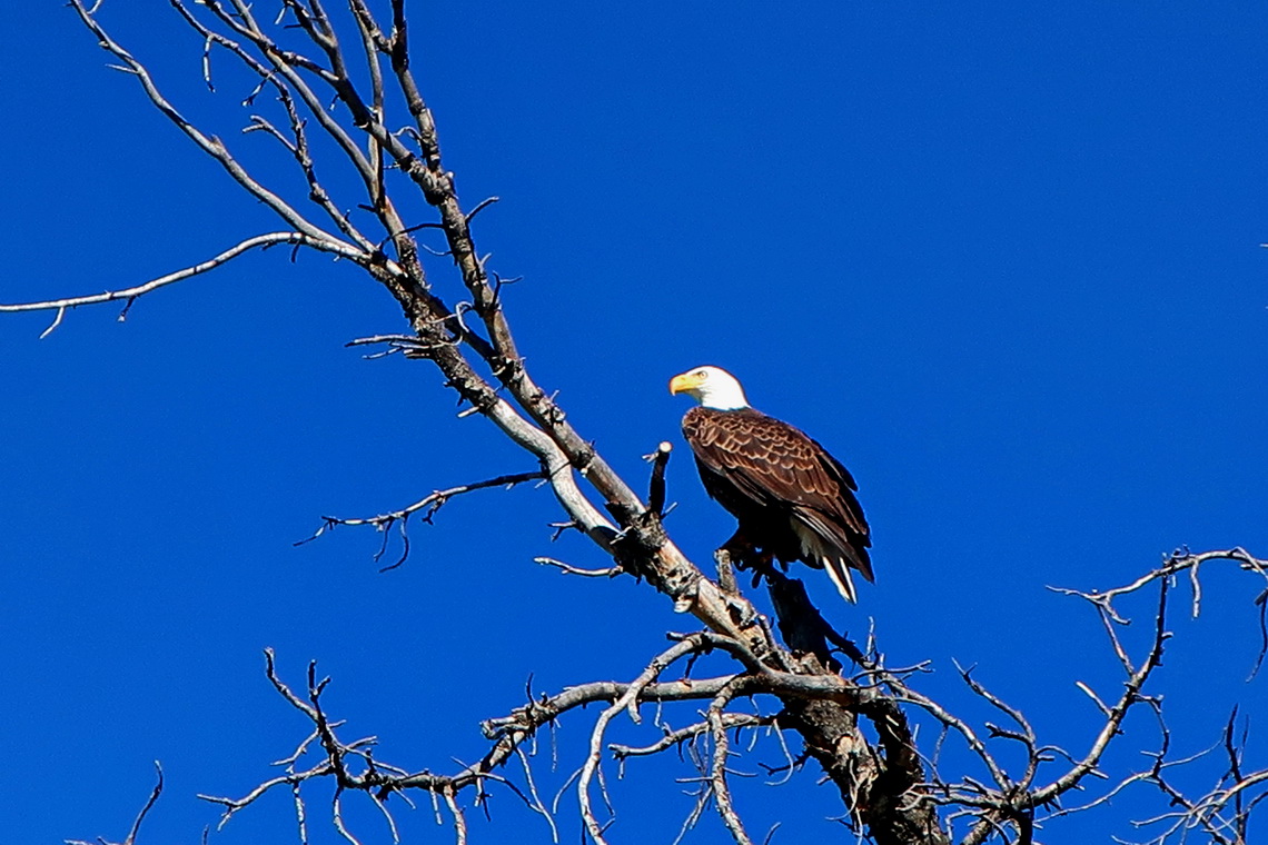 Bald Eagle in the Mammoth Hot Springs
