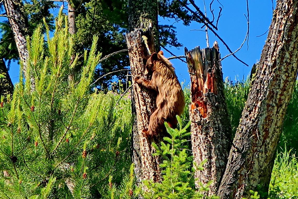 Little brown Black Bear climbing on a tree trunk