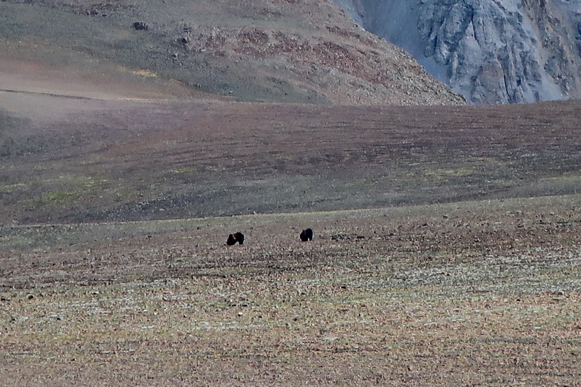 Two of the six Grizzlies on the meadow