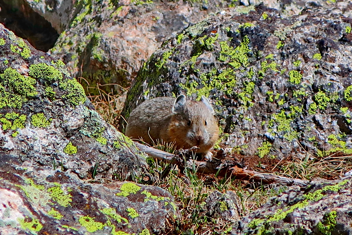 Little mouse in the rocks of Mount Yale