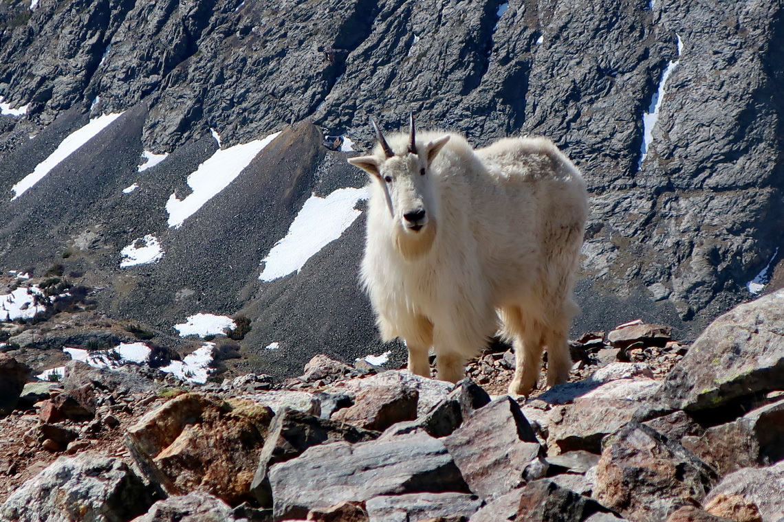 Mountain Goat on the way to Quandary Peak