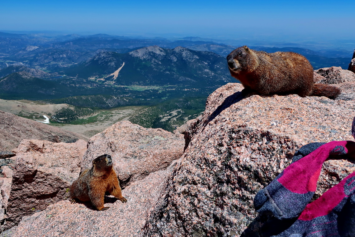 The Marmots were checking Alfred's socks on top of Longs Peak - very smelly!