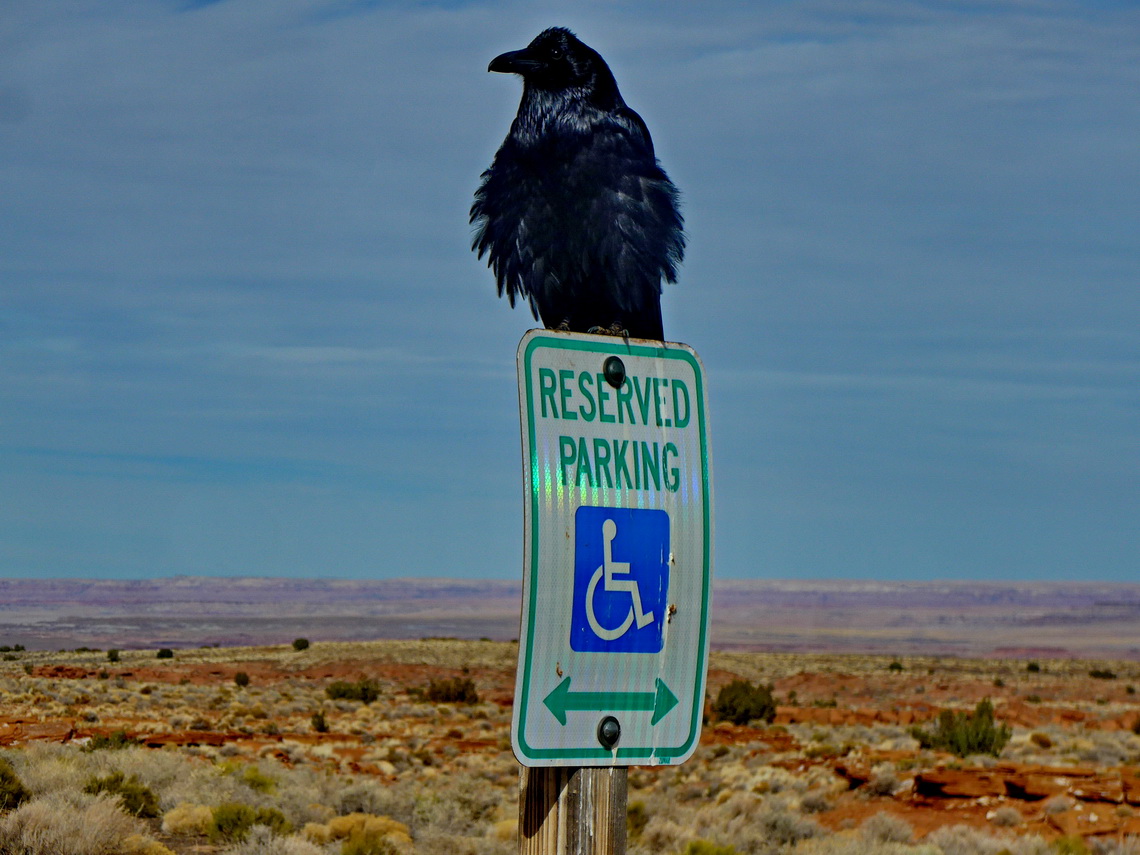 Raven with Painted Desert