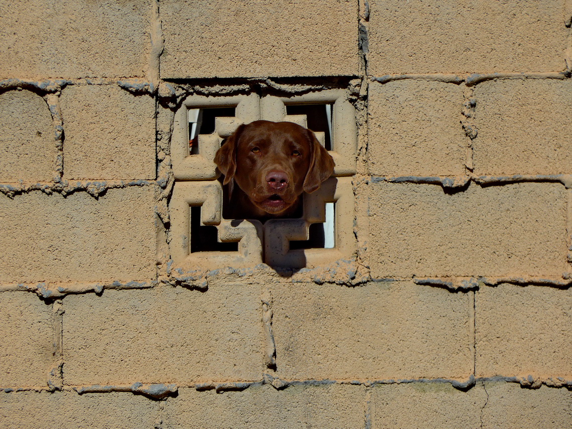 Dog in Las Vegas