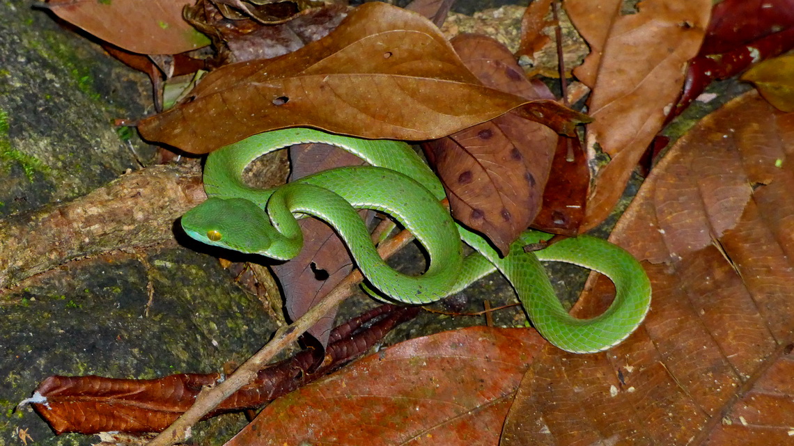 Venomous Big-eyed Pit-viper in the jungle of Koh Chang
