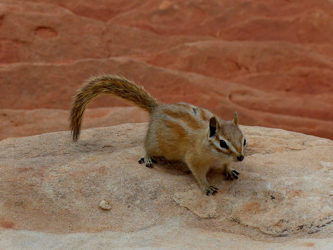 Squirrel greeting us on the Rim Overlook Point