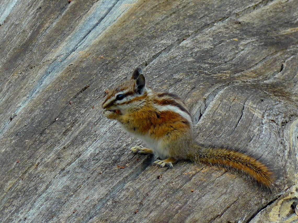 Squirrel in the Bryce Canyon