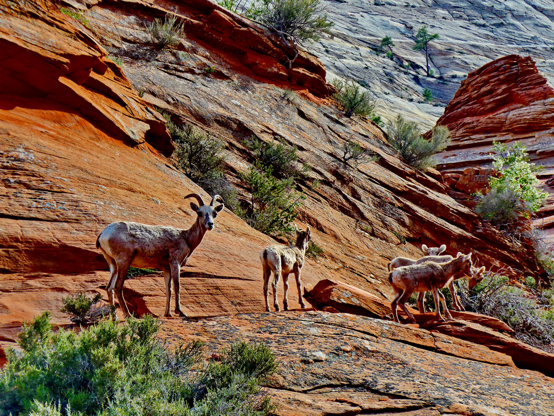 Goats seen on the Canyon Overlook Trail