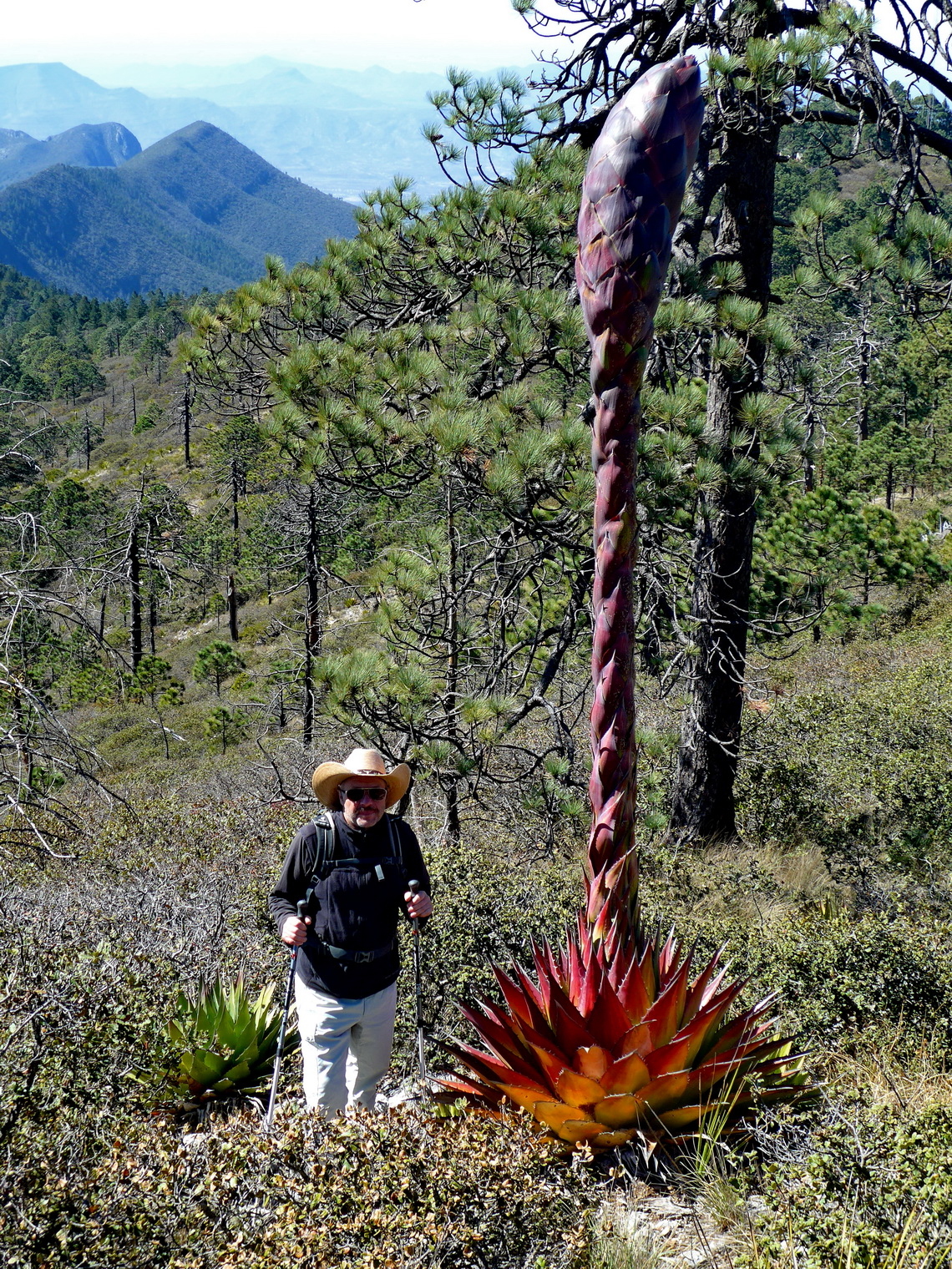 Tommy and a big Agave flower with red leaves on the way to El Penitente