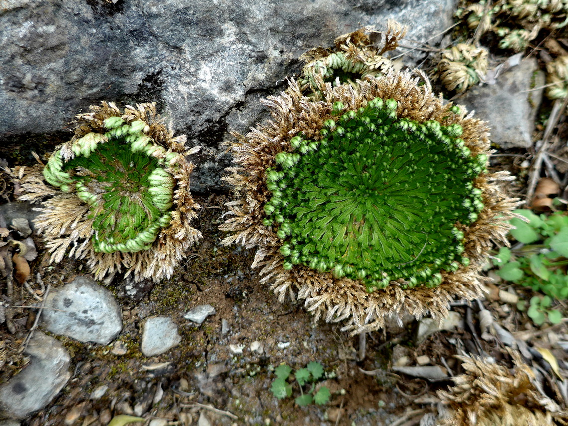 Green flower on the way to Cerro Plutonio