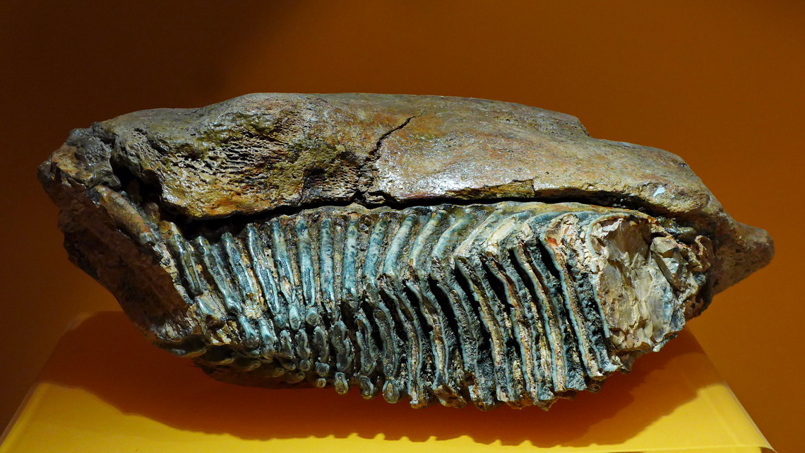 Teeth of a mammoth in the museum Museo Bernabé de las Casas