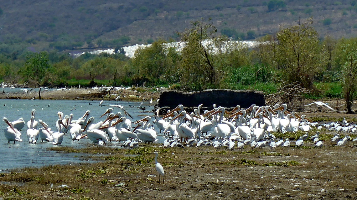 American white pelicans