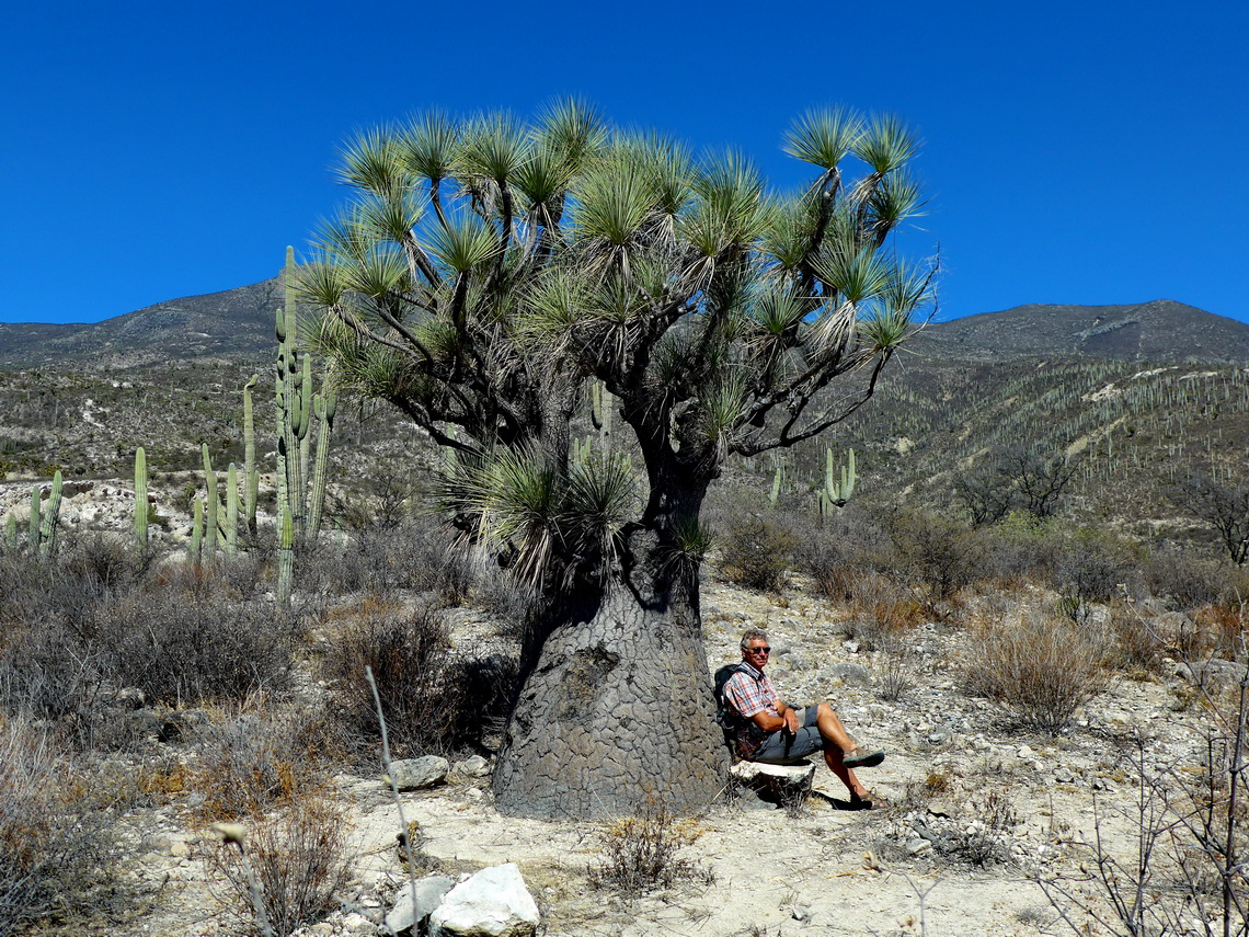 Fat tree on top of Cerro Zapotitlan