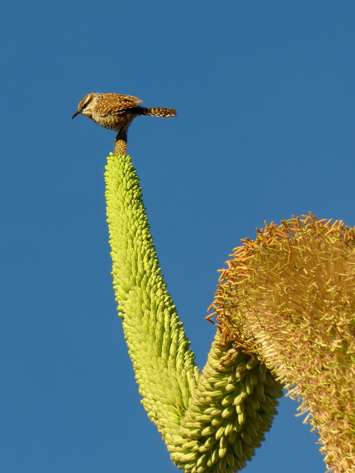 Little bird on a huge flower